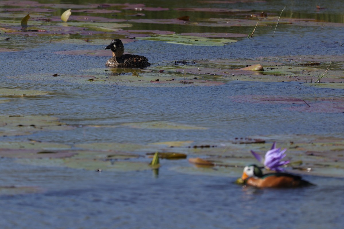 White-backed Duck - ML645884607