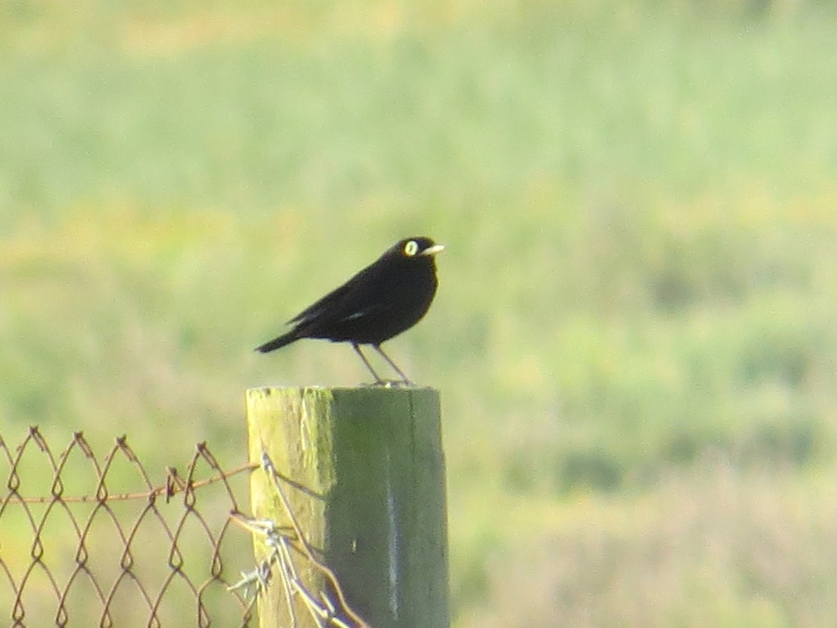 Spectacled Tyrant - ML645884609
