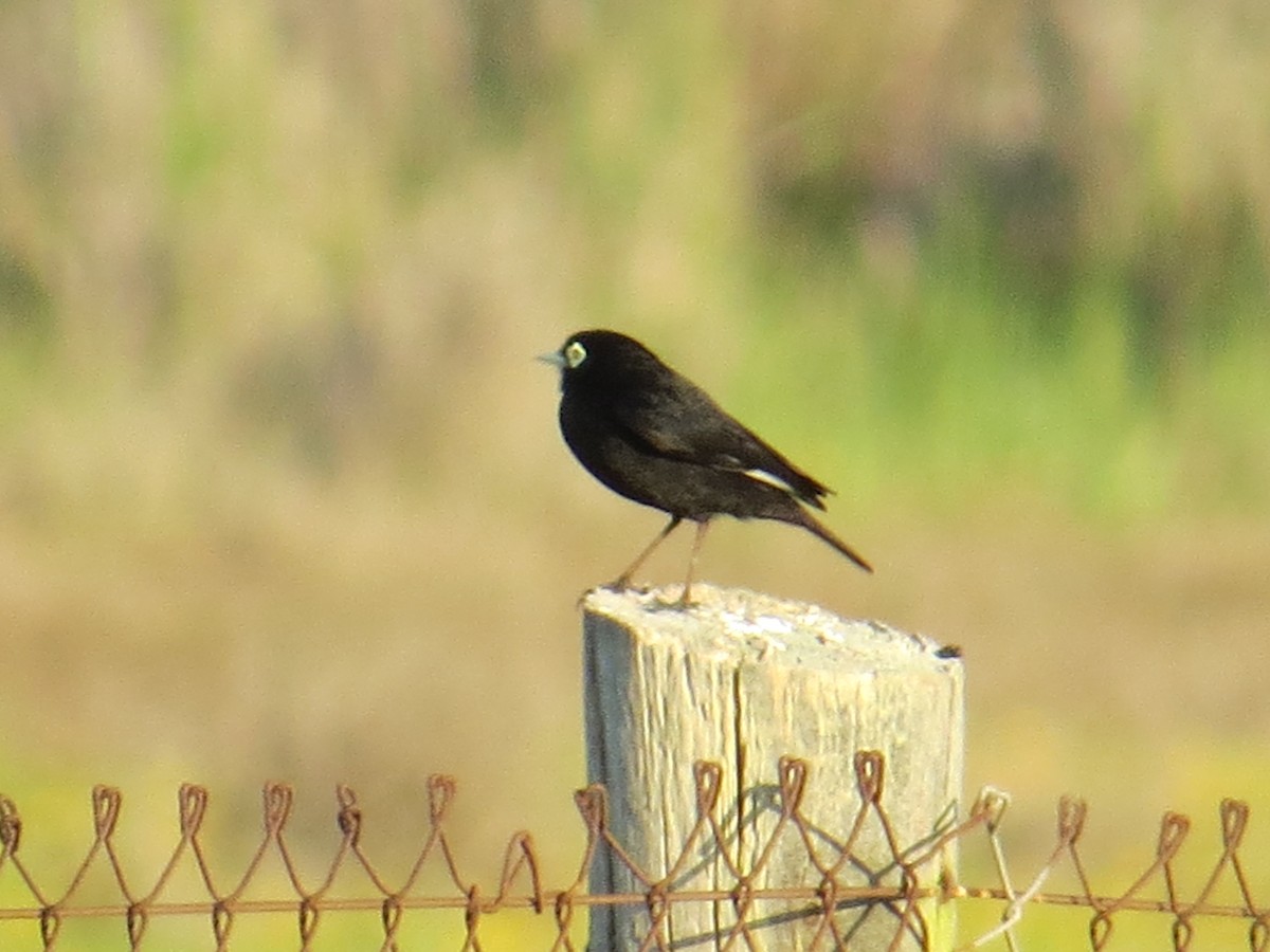 Spectacled Tyrant - ML645884610