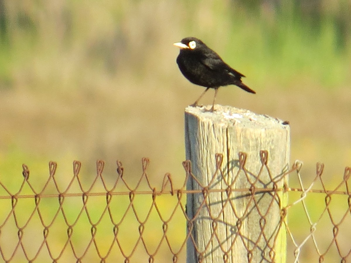 Spectacled Tyrant - ML645884611