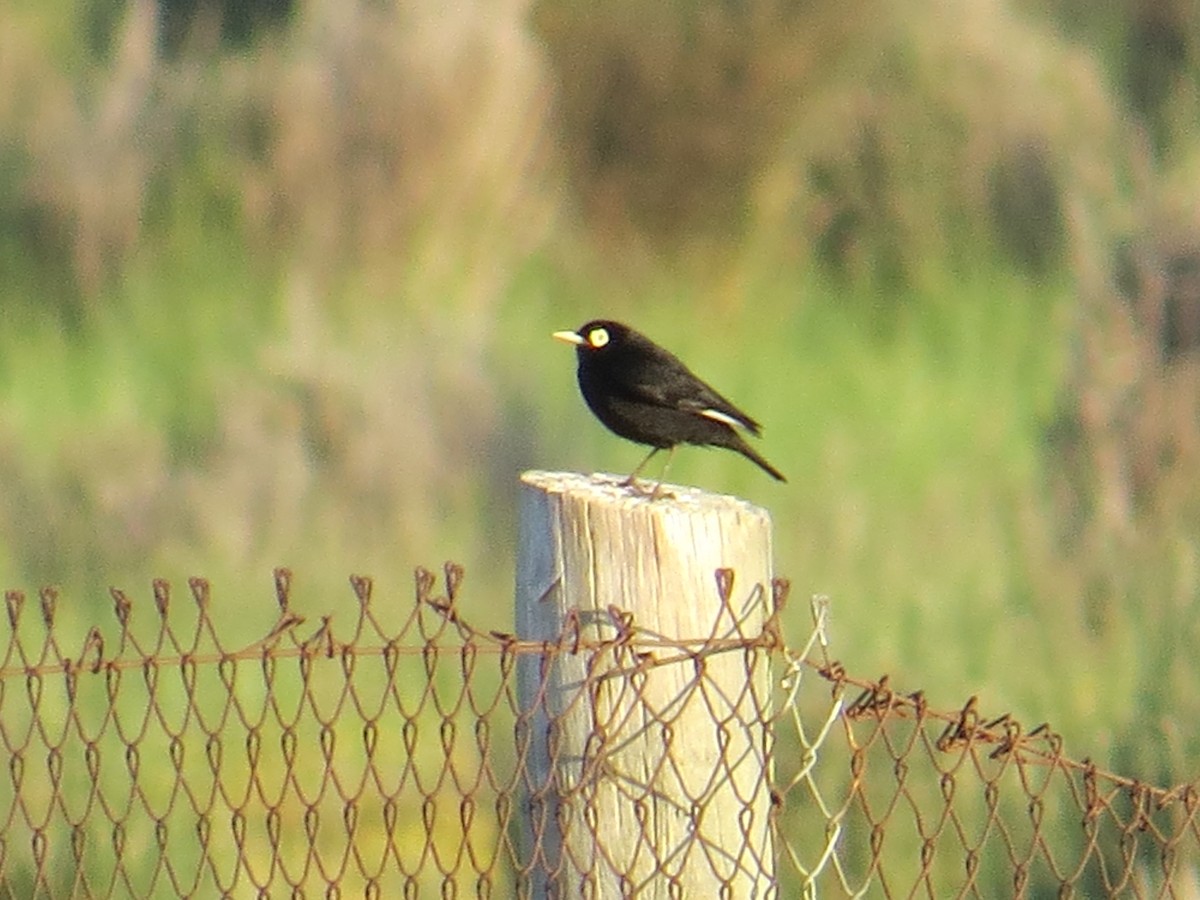 Spectacled Tyrant - ML645884612