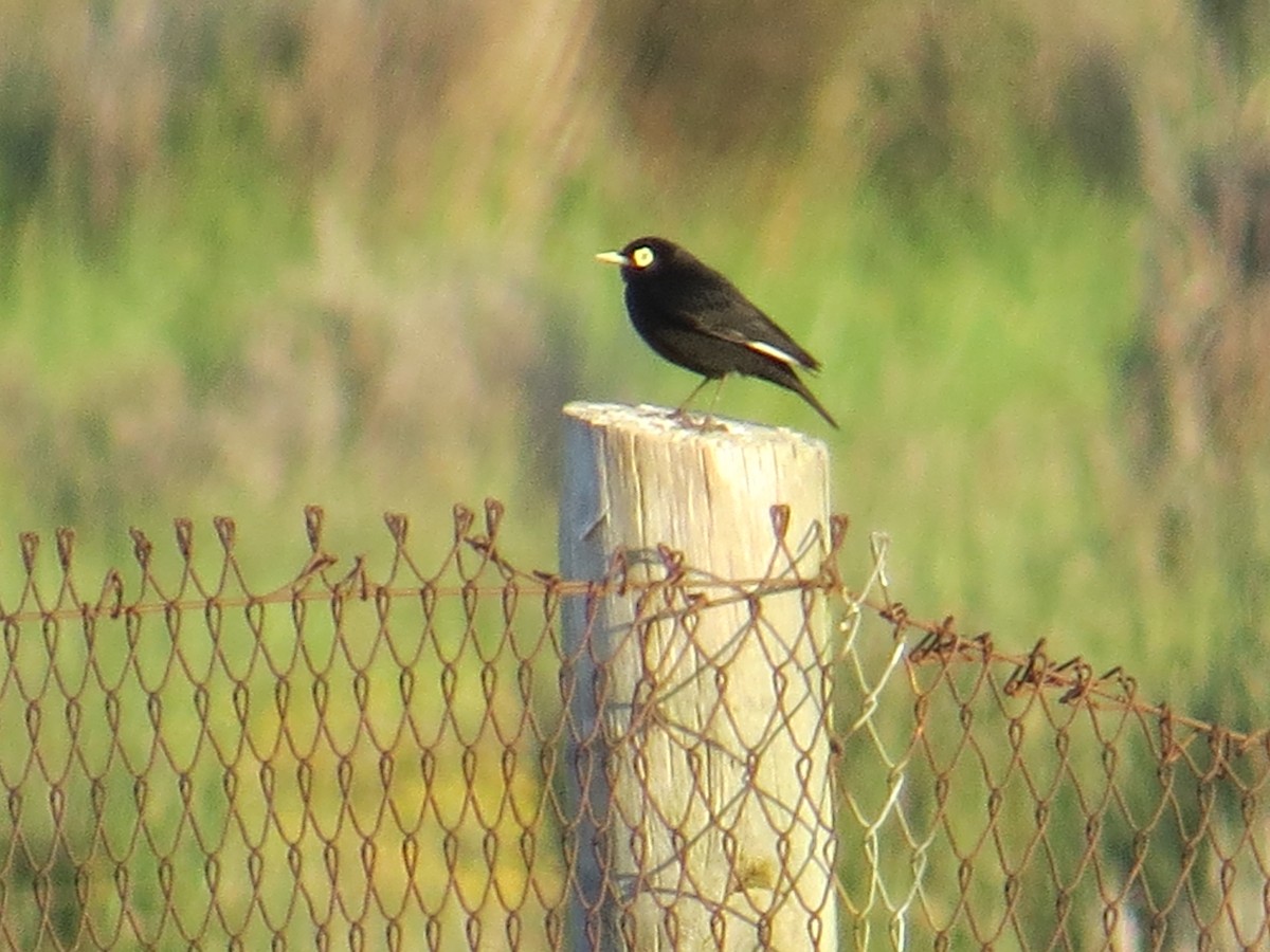 Spectacled Tyrant - ML645884613