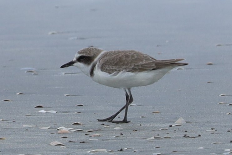 Kentish Plover - ML645884614