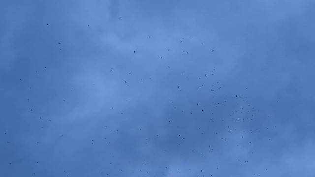 Ластівка сільська - ML645884616