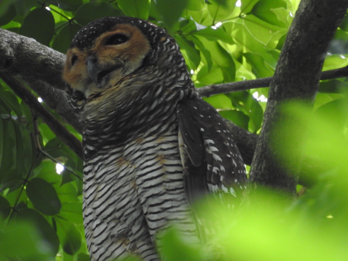 Pagodenkauz - ML645884628