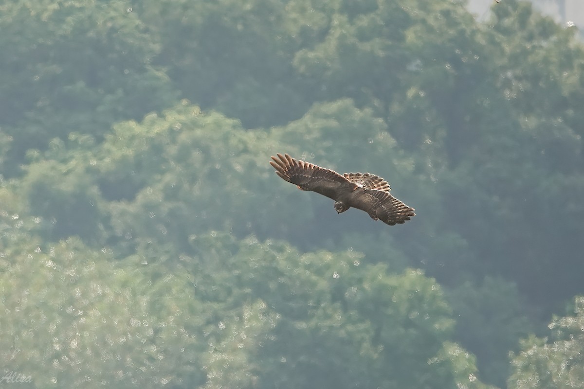 Pied Harrier - ML645884631