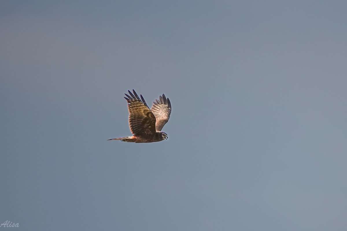 Pied Harrier - ML645884632