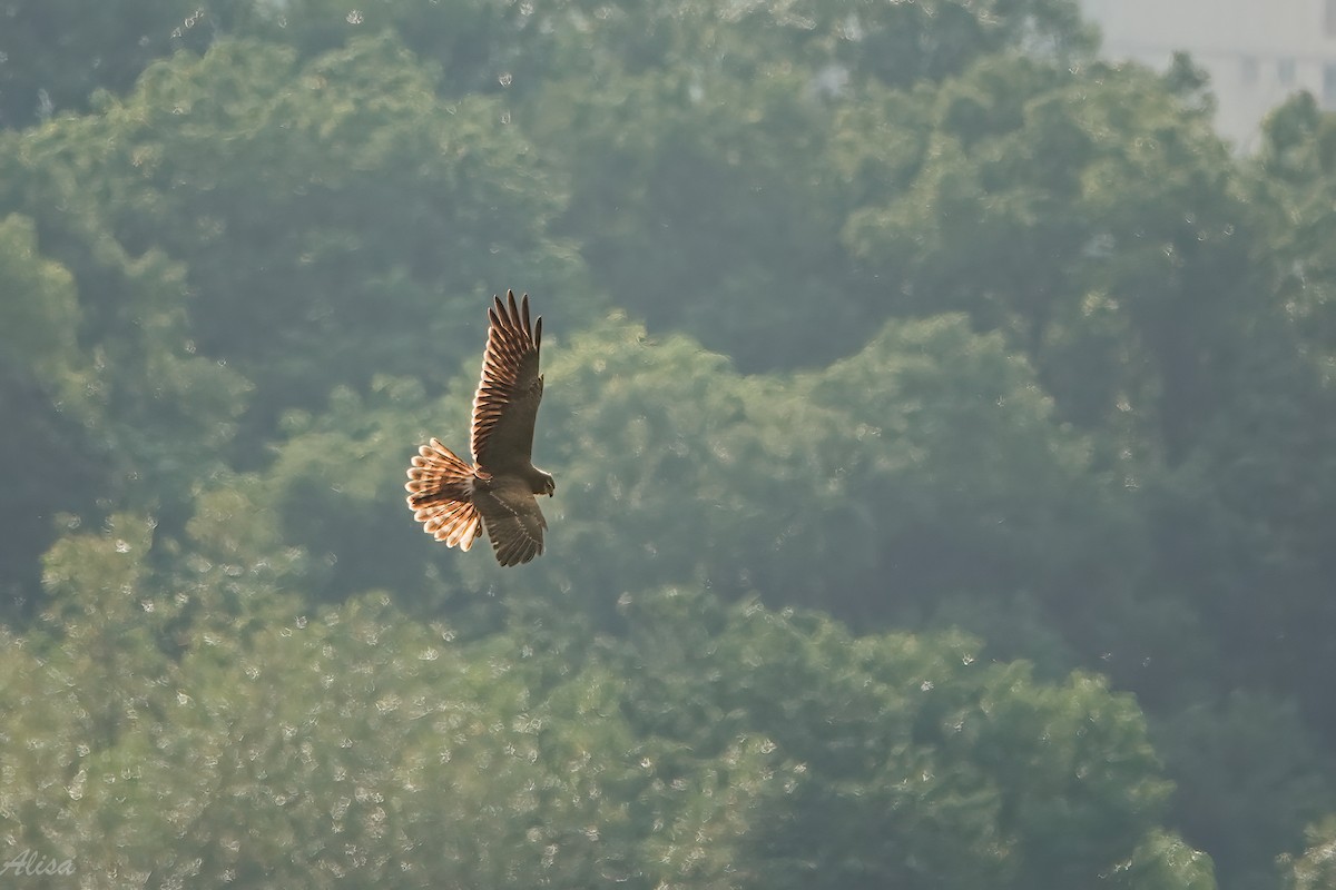 Pied Harrier - ML645884633