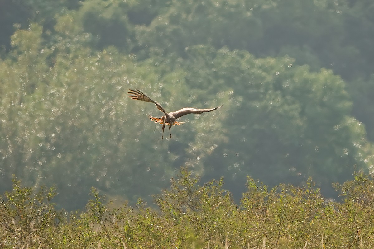 Pied Harrier - ML645884634