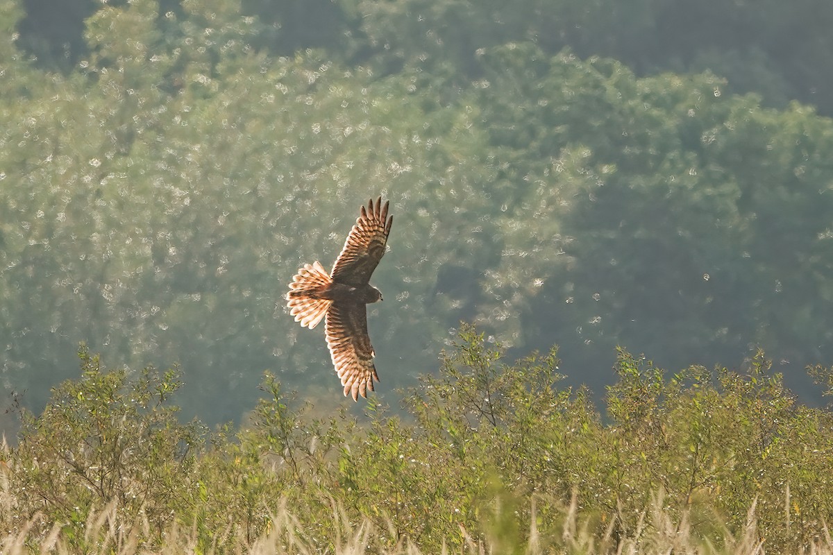 Pied Harrier - ML645884635