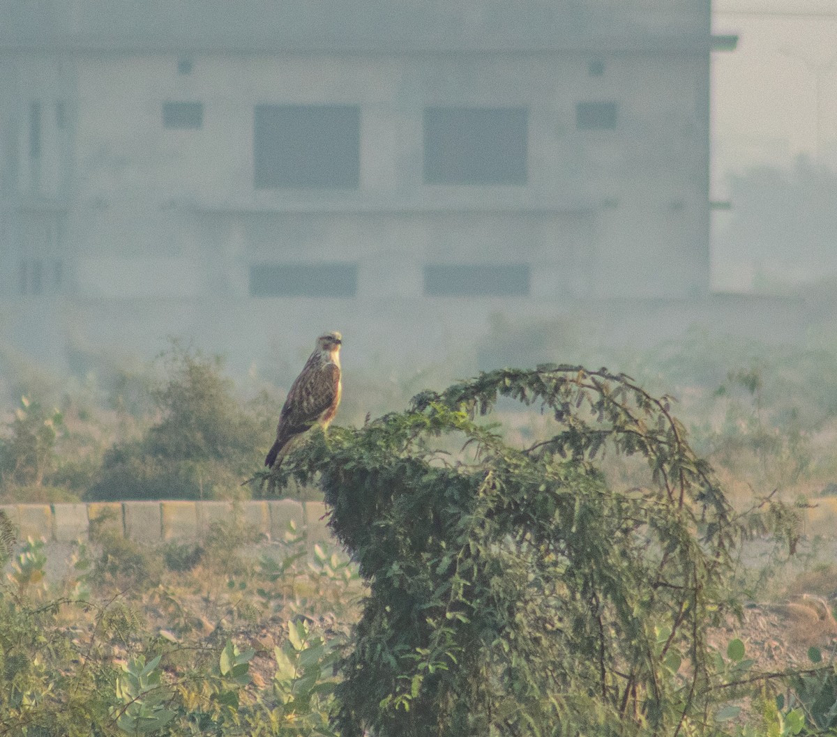 Long-legged Buzzard - ML645884640