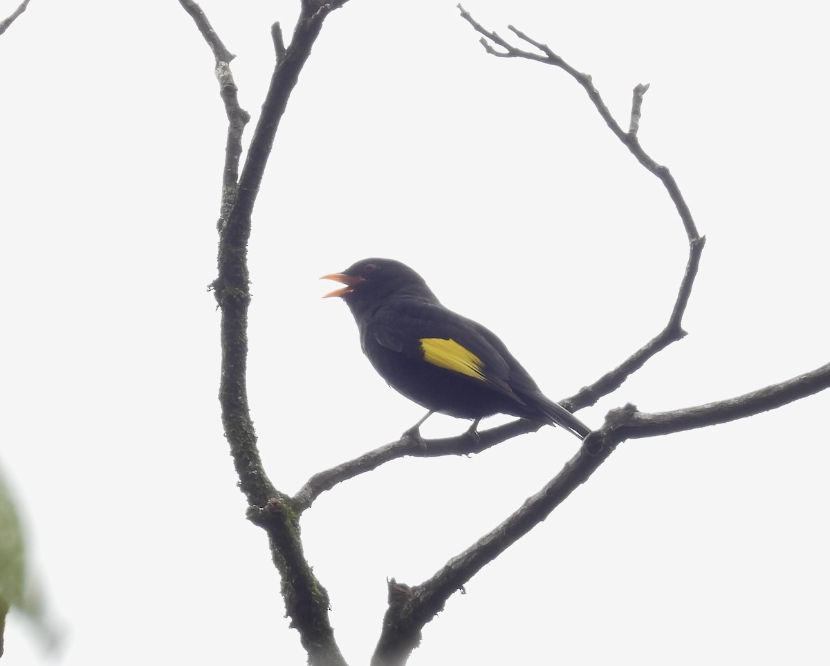 Black-and-gold Cotinga - ML645884641