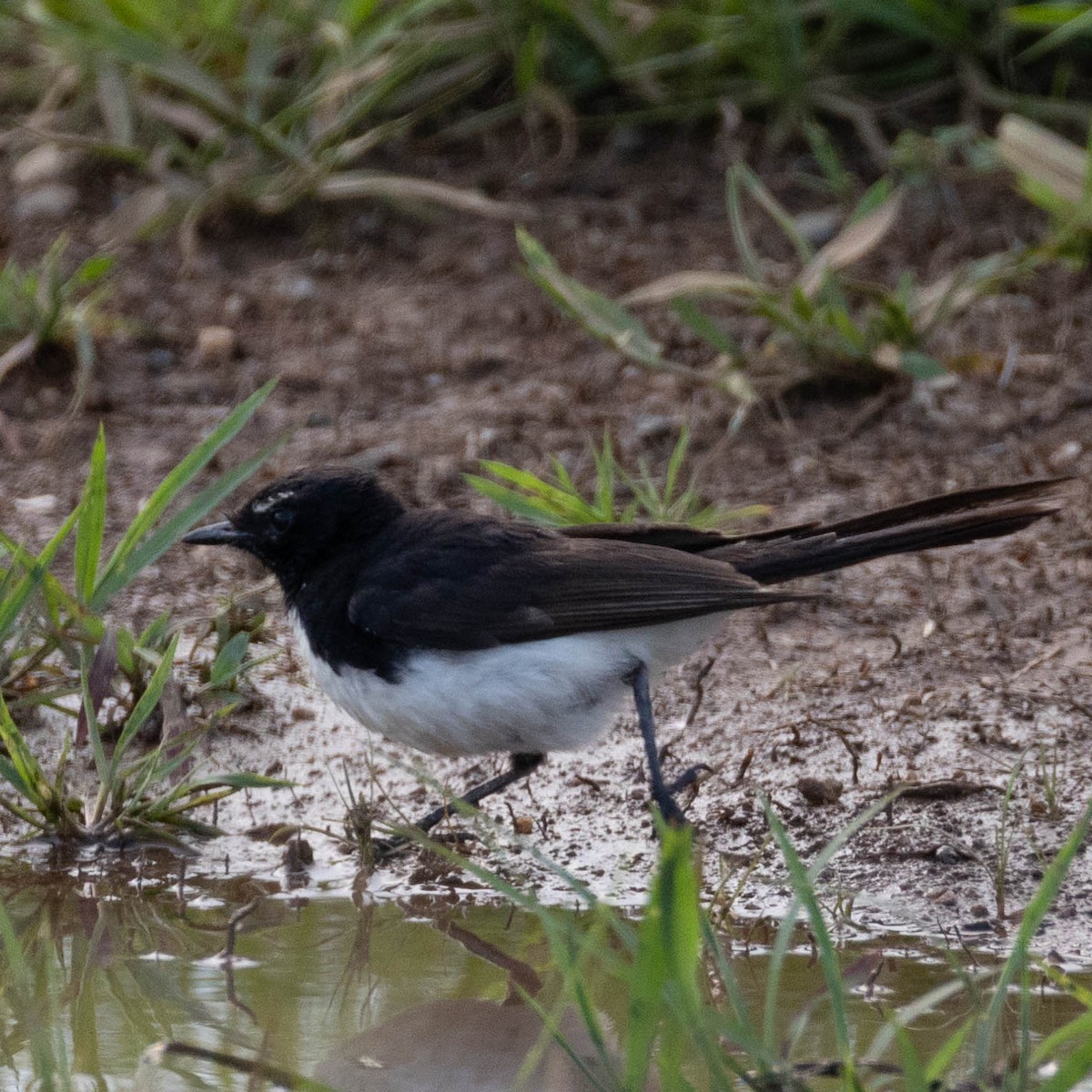 Willie-wagtail - ML645884642