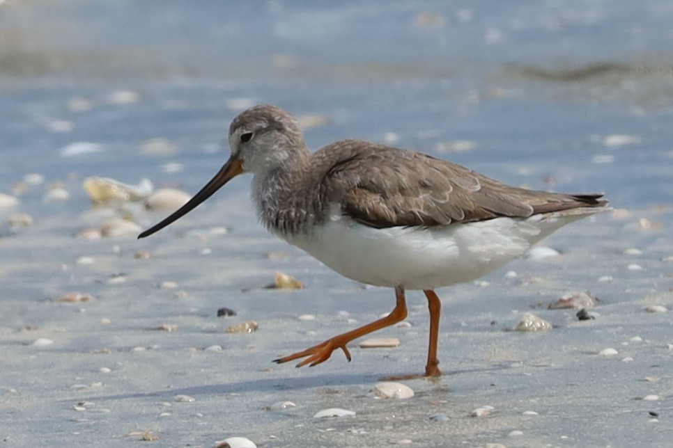 ソリハシシギ - ML645884643