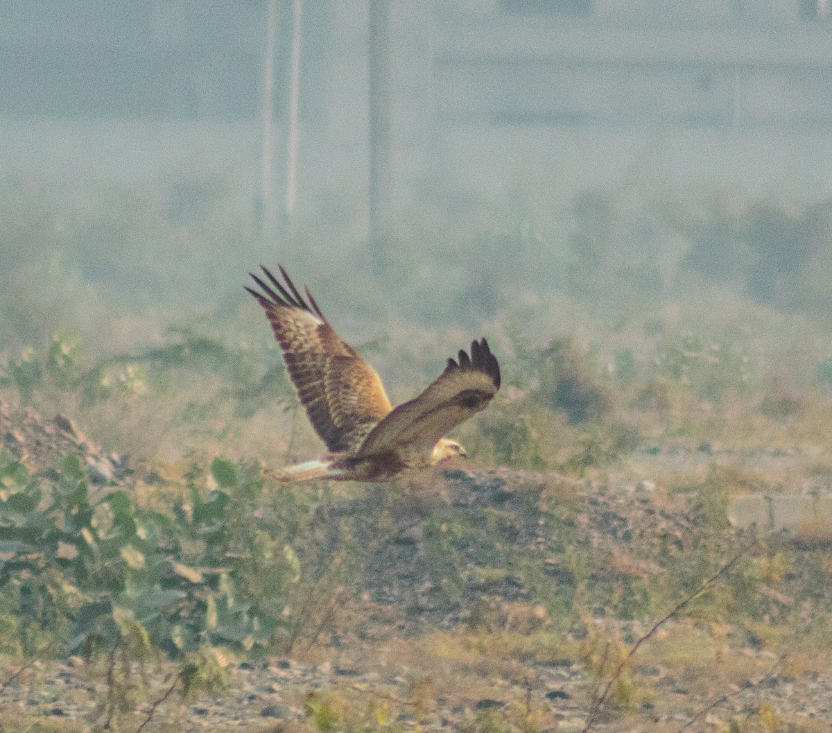 Long-legged Buzzard - ML645884644