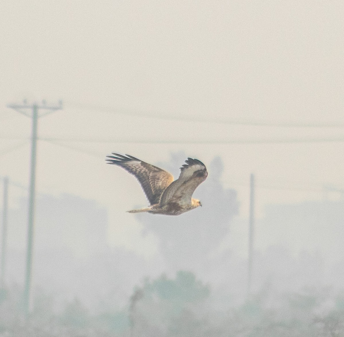 Long-legged Buzzard - ML645884645