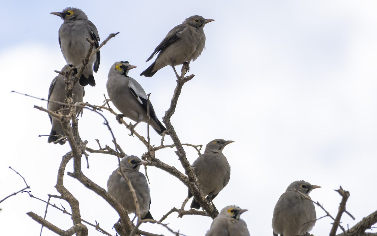 Wattled Starling - ML645884647