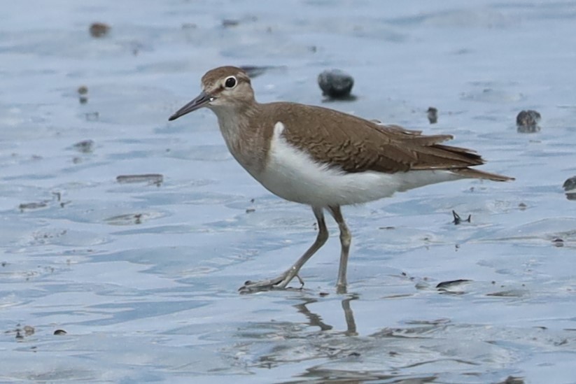 Common Sandpiper - ML645884648