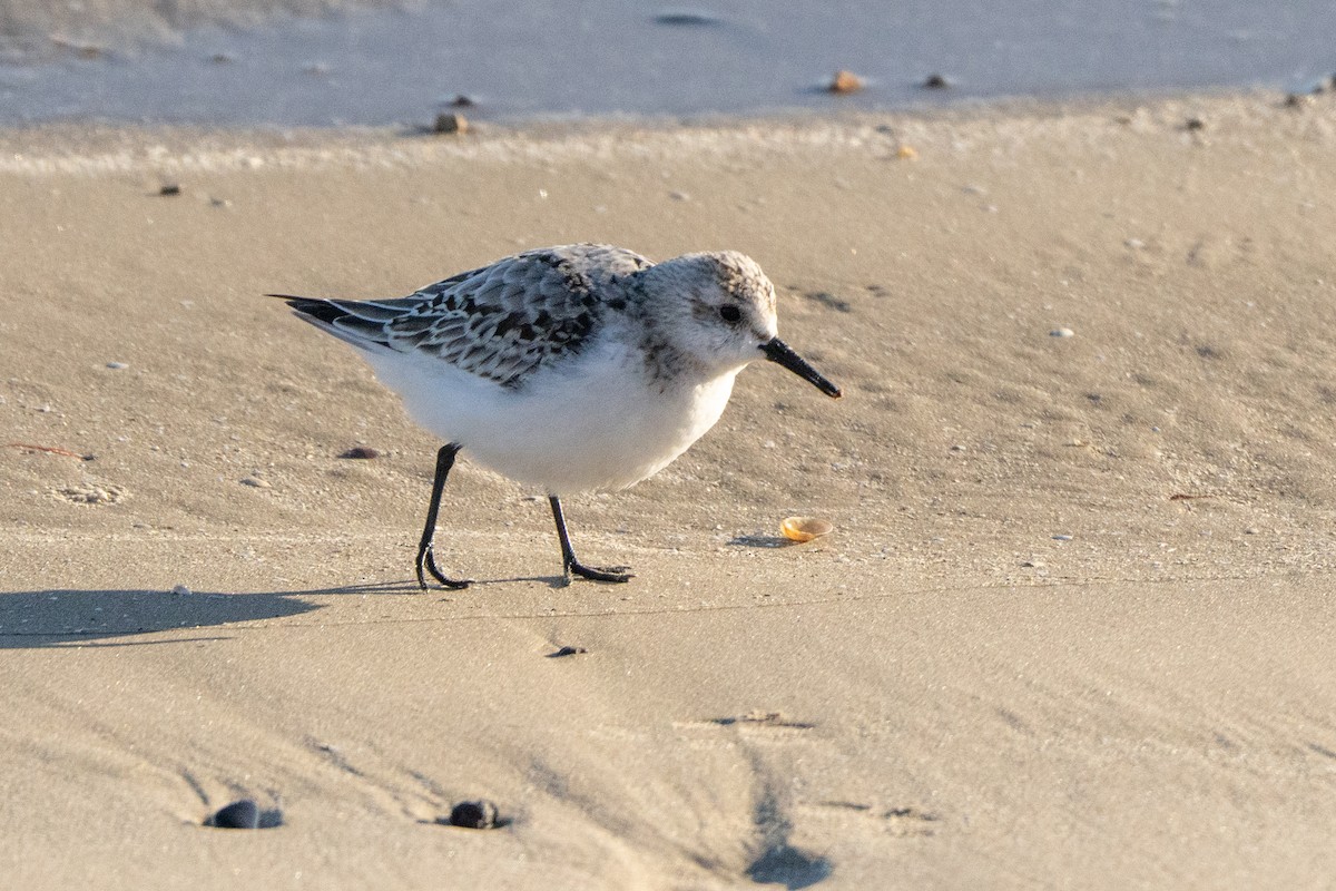 Sanderling - ML645884649