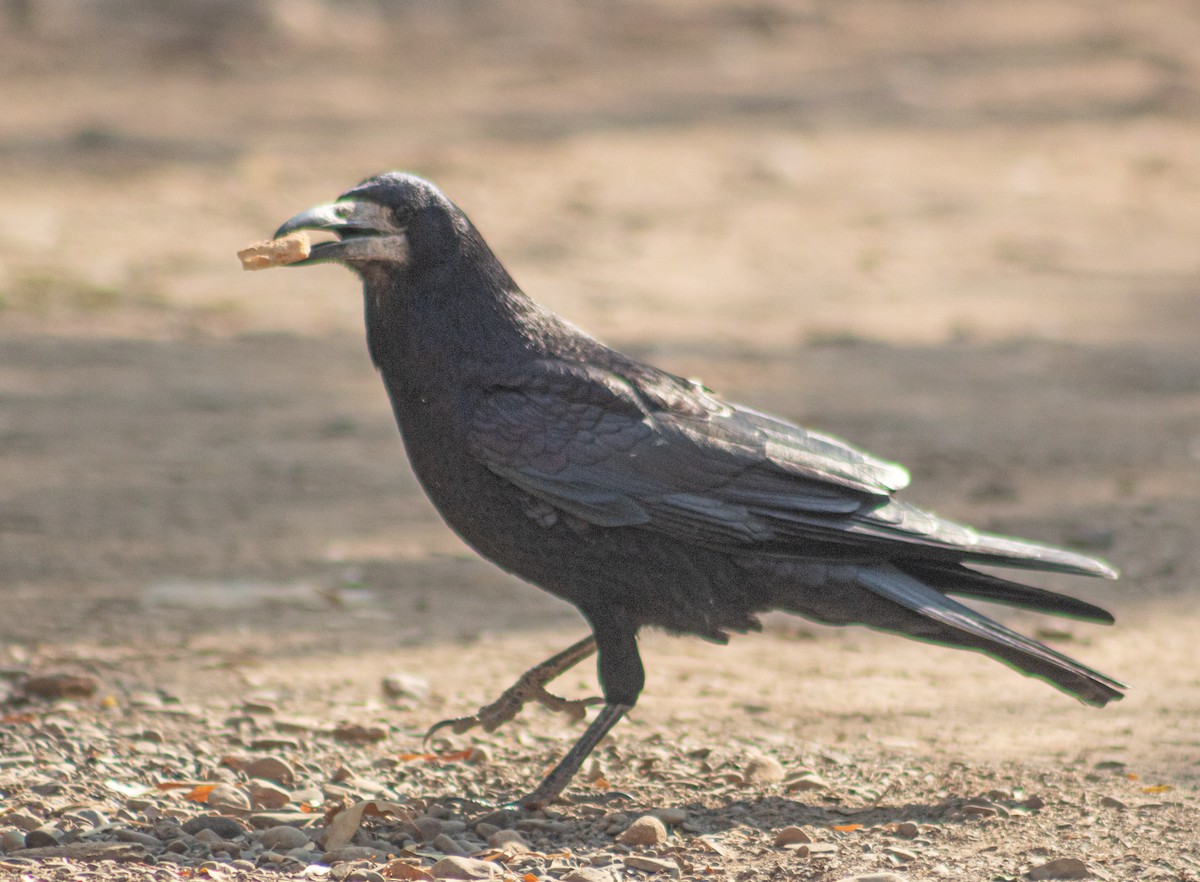 havran polní - ML645884652