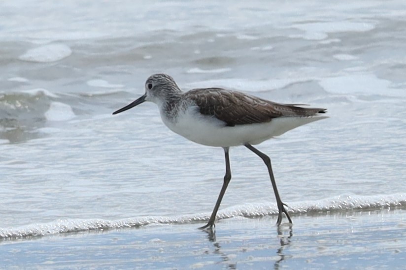 Common Greenshank - ML645884654
