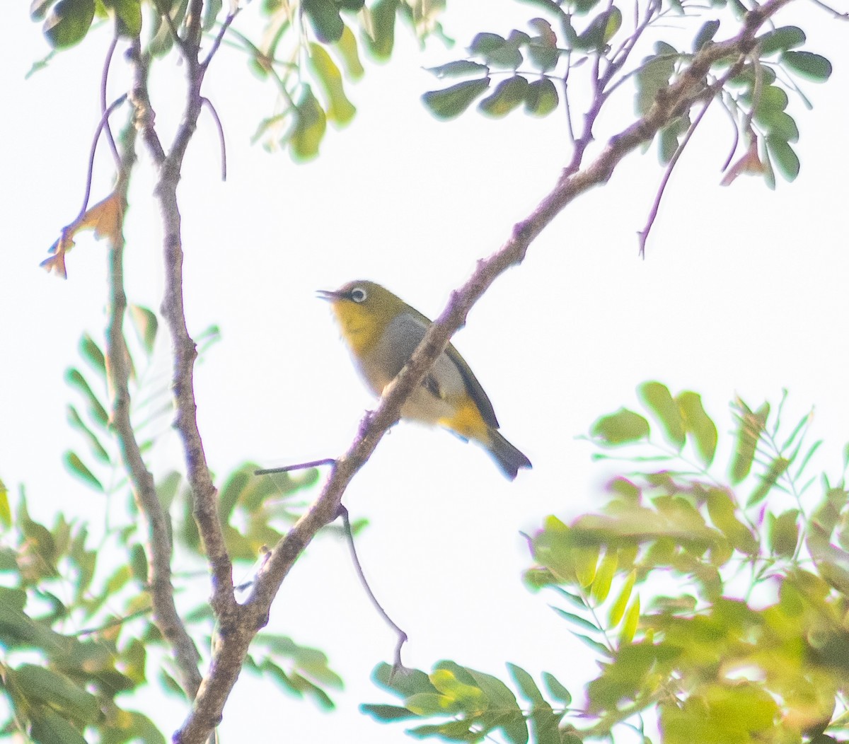 kruhoočko indomalajské - ML645884658