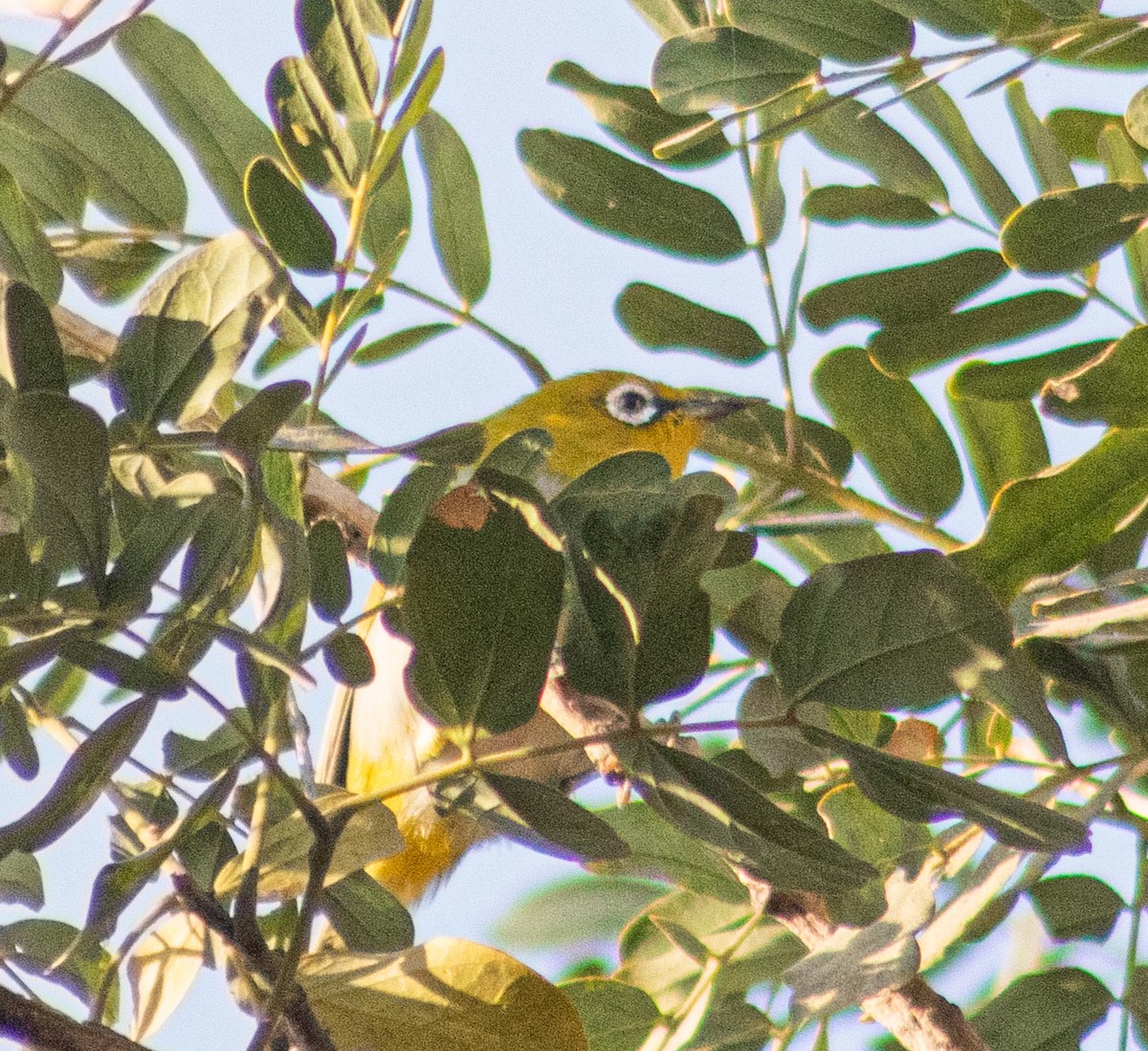 kruhoočko indomalajské - ML645884661