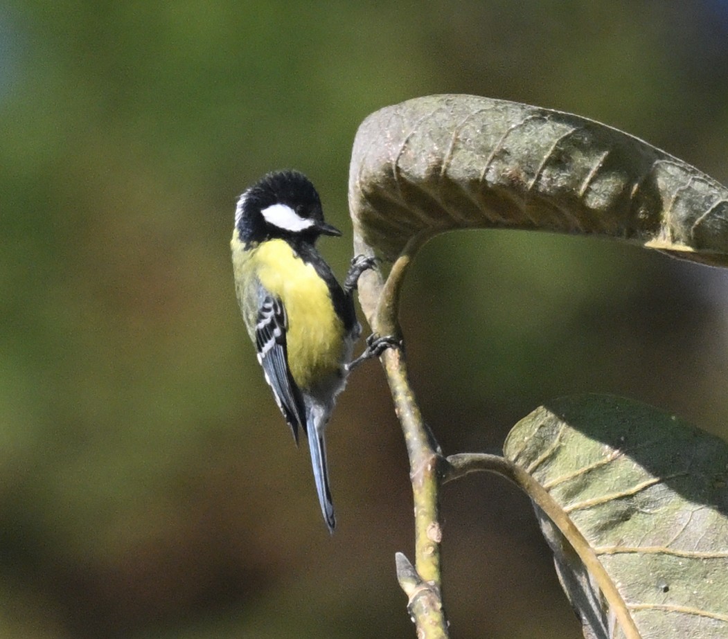 Carbonero Dorsiverde - ML645884663