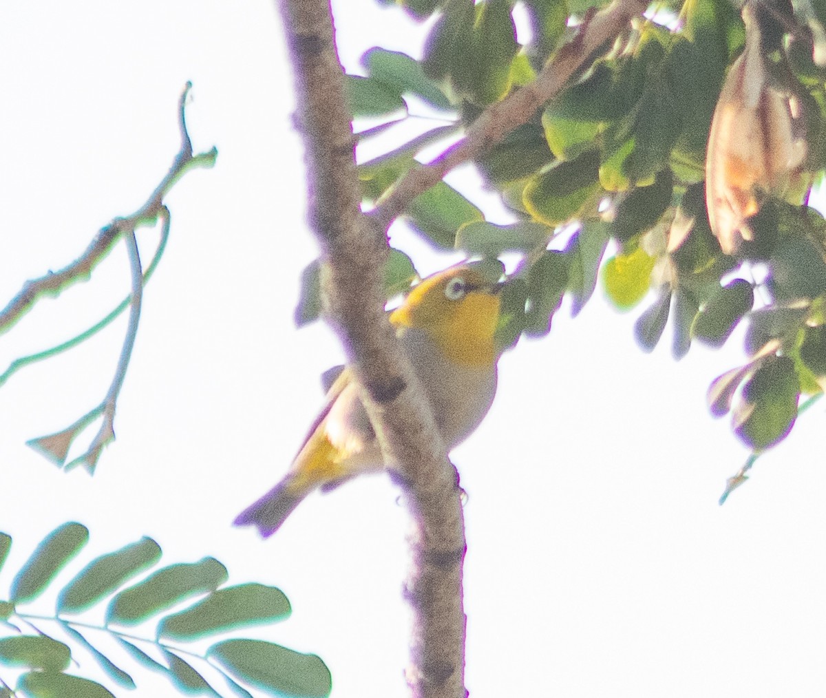 kruhoočko indomalajské - ML645884664