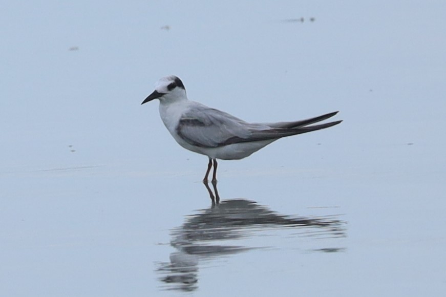 Little Tern - ML645884667