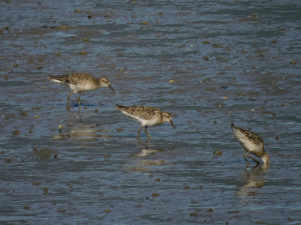 尖尾濱鷸 - ML645884670