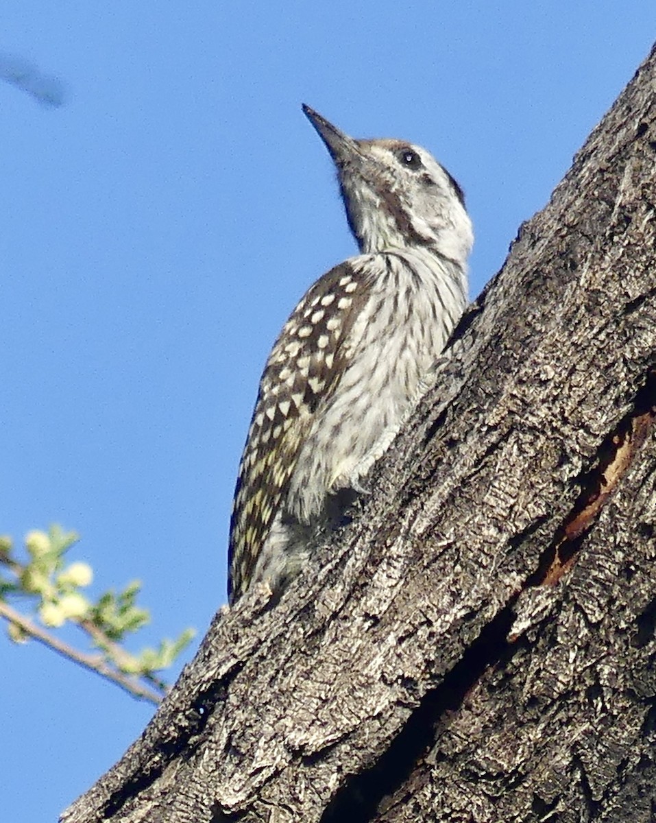 Cardinal Woodpecker - ML645884672