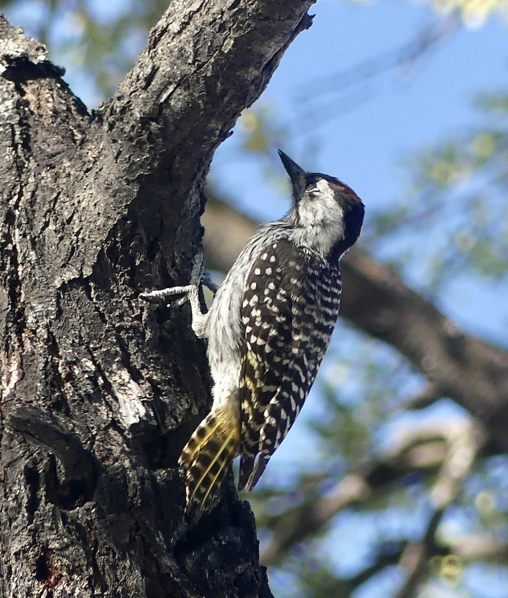 Cardinal Woodpecker - ML645884673