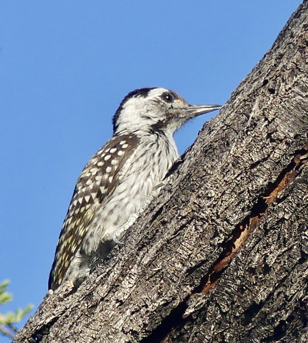 Cardinal Woodpecker - ML645884674