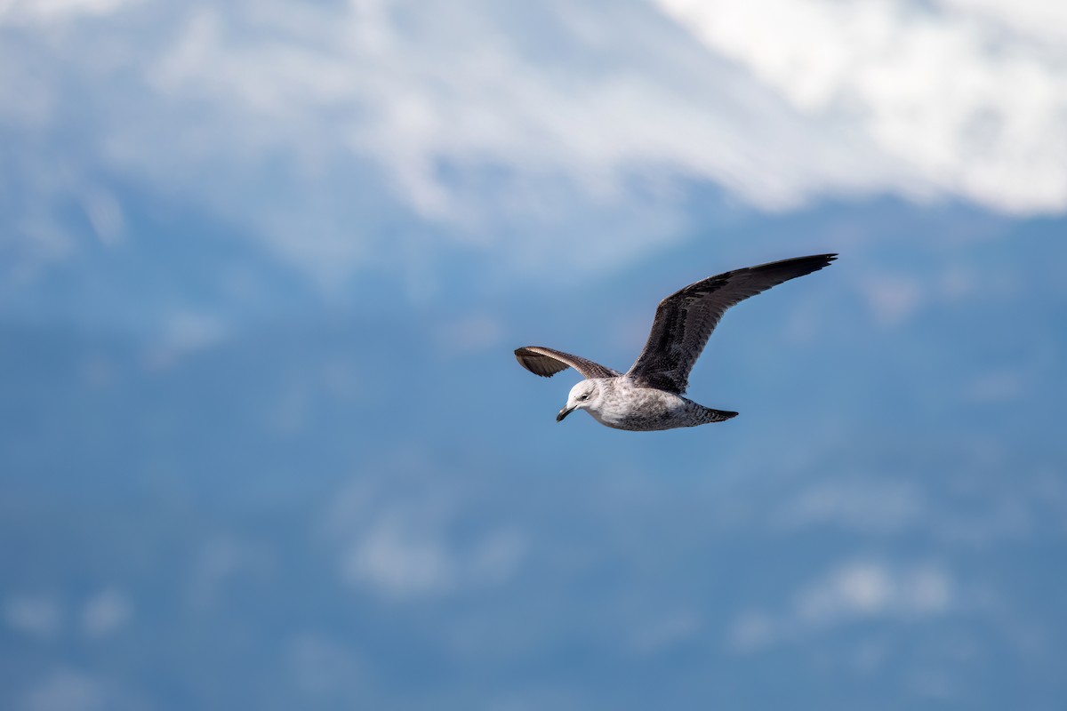 Kelp Gull - ML645884677