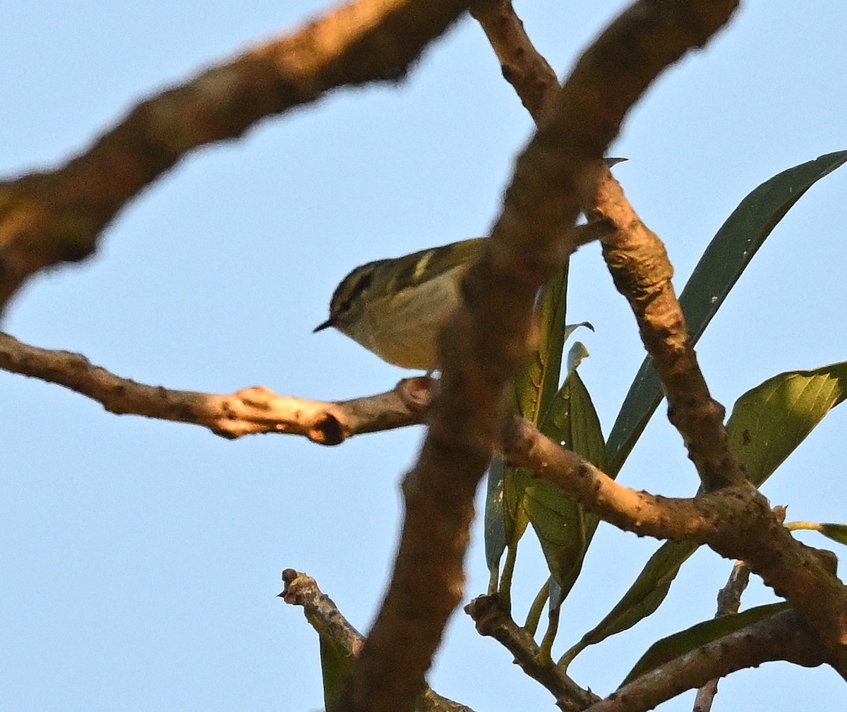 Lemon-rumped Warbler - ML645884681