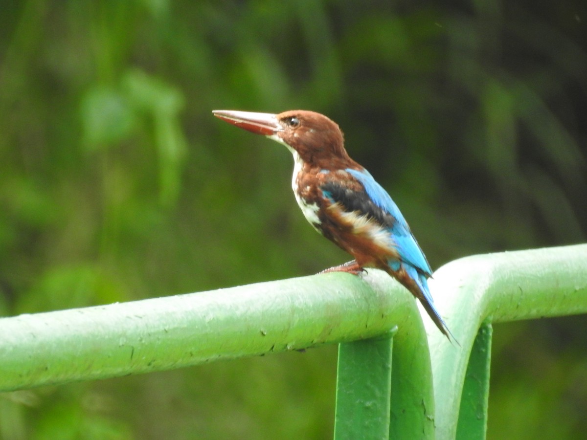 蒼翡翠 - ML645884682