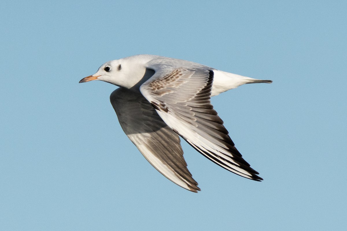 紅嘴鷗 - ML645884683