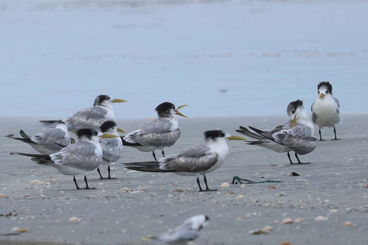 鳳頭燕鷗 - ML645884684