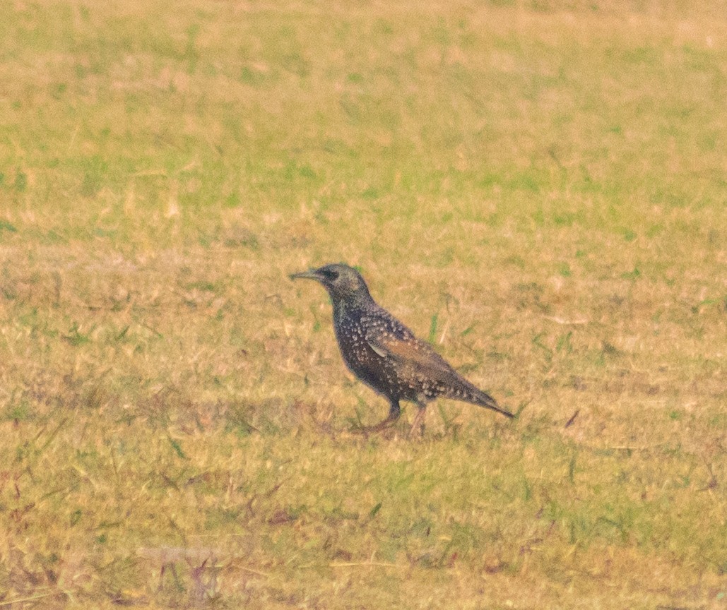 歐洲椋鳥 - ML645884686