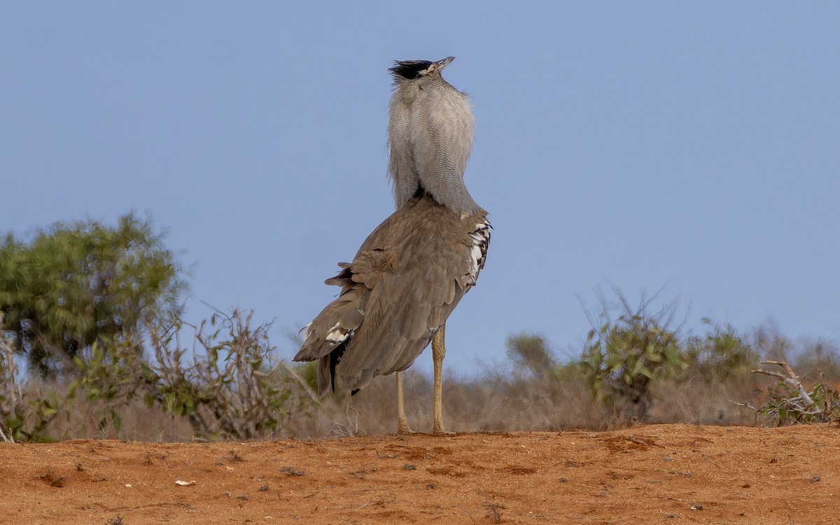 Kori Bustard - ML645884687