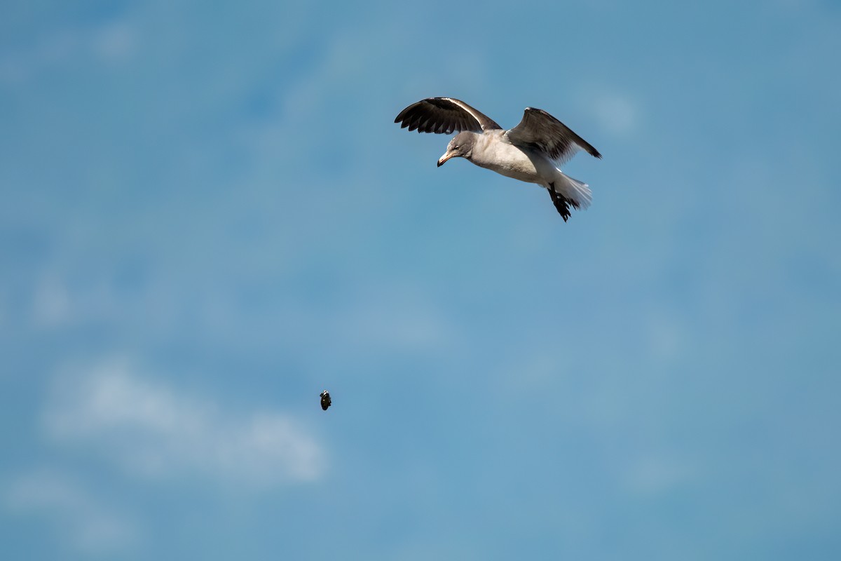 Dolphin Gull - ML645884688