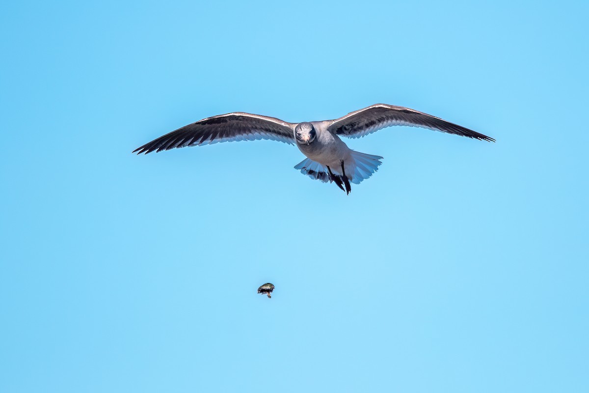 Dolphin Gull - ML645884689