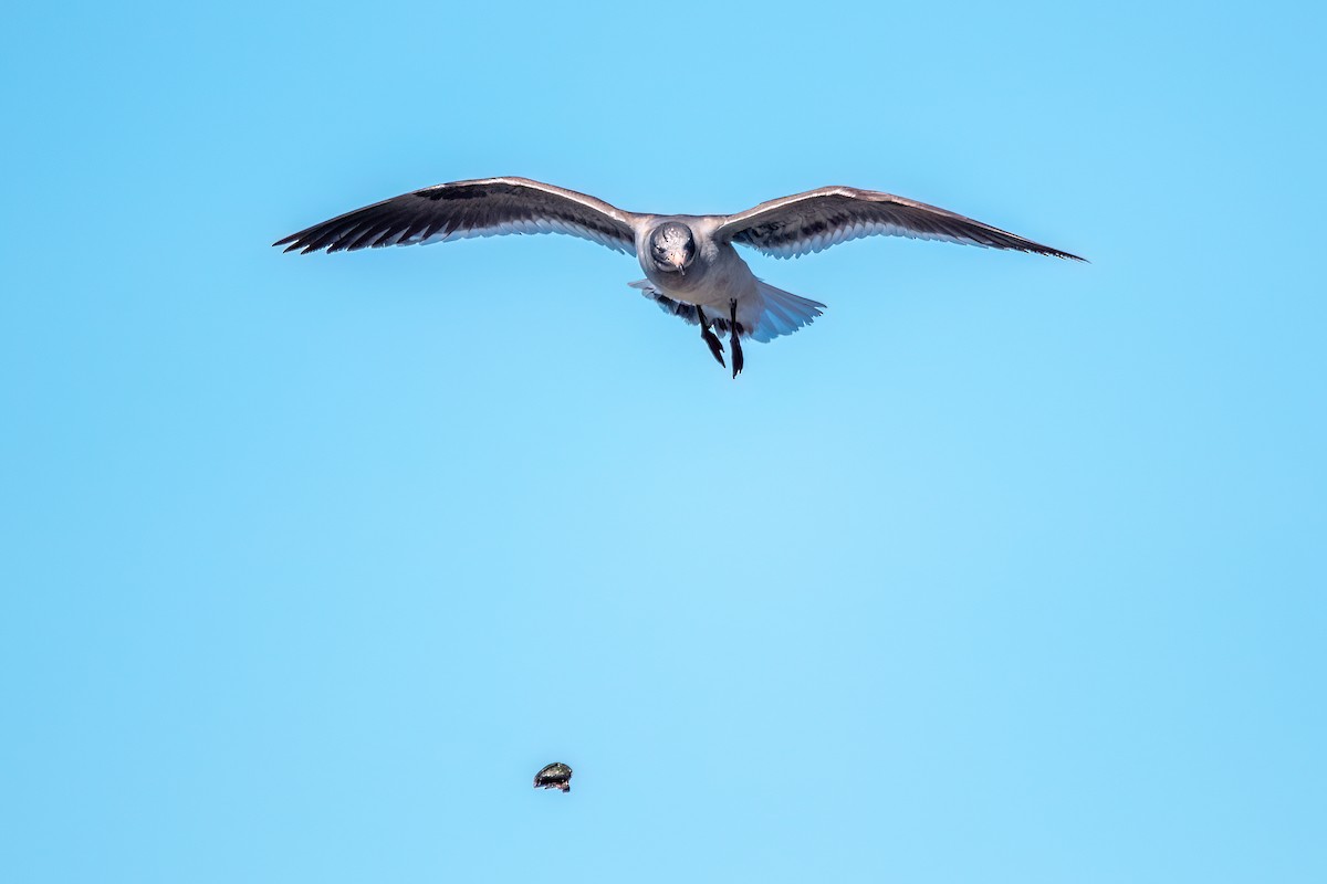 Dolphin Gull - ML645884690