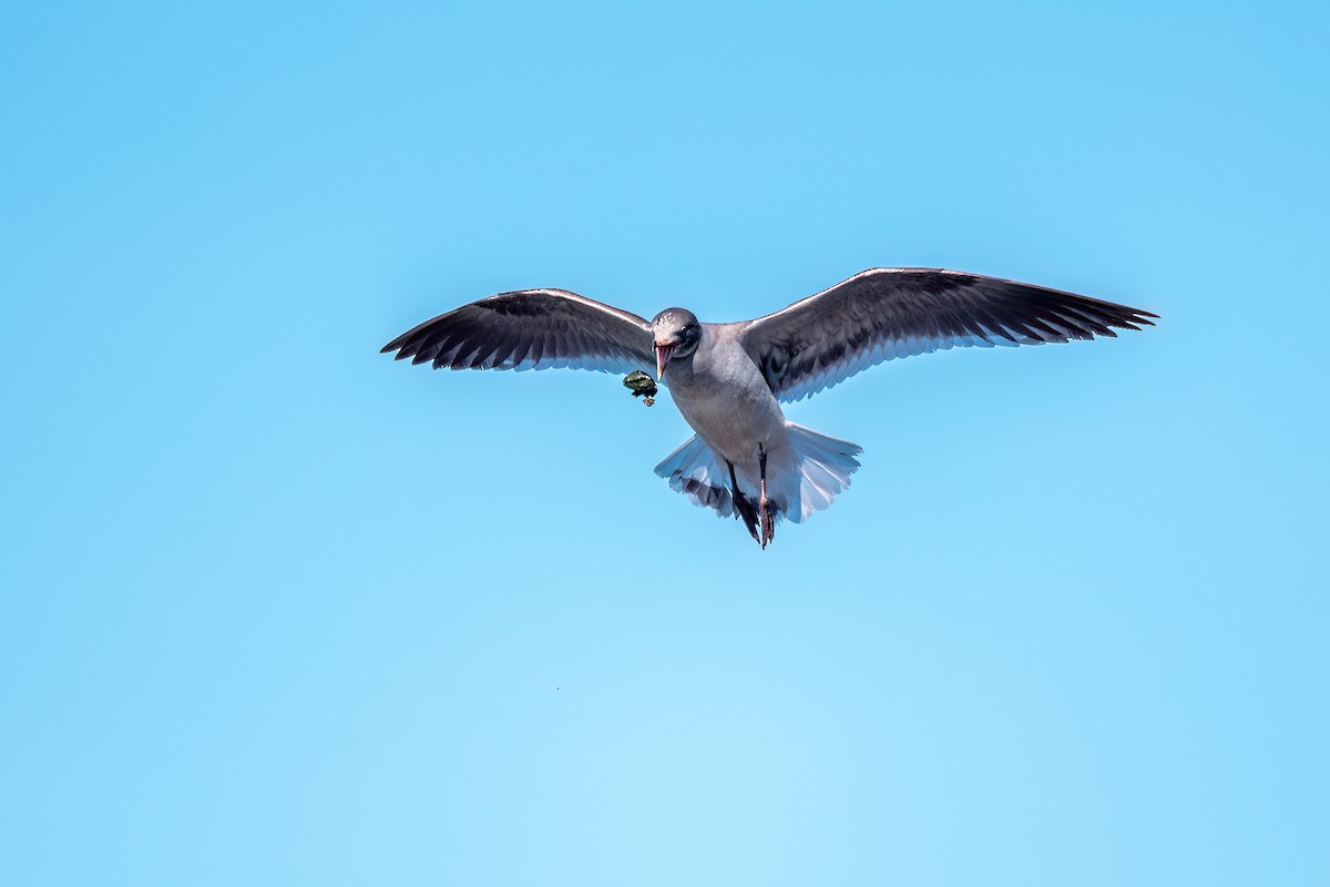 Dolphin Gull - ML645884691