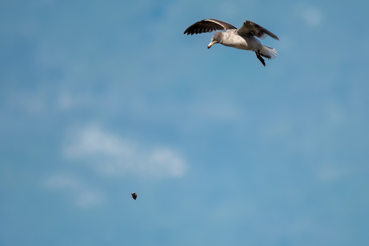 Dolphin Gull - ML645884692