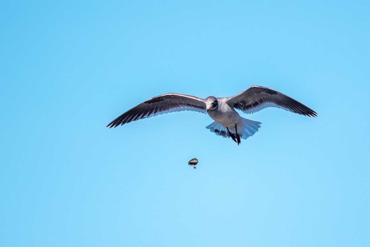 Dolphin Gull - ML645884694