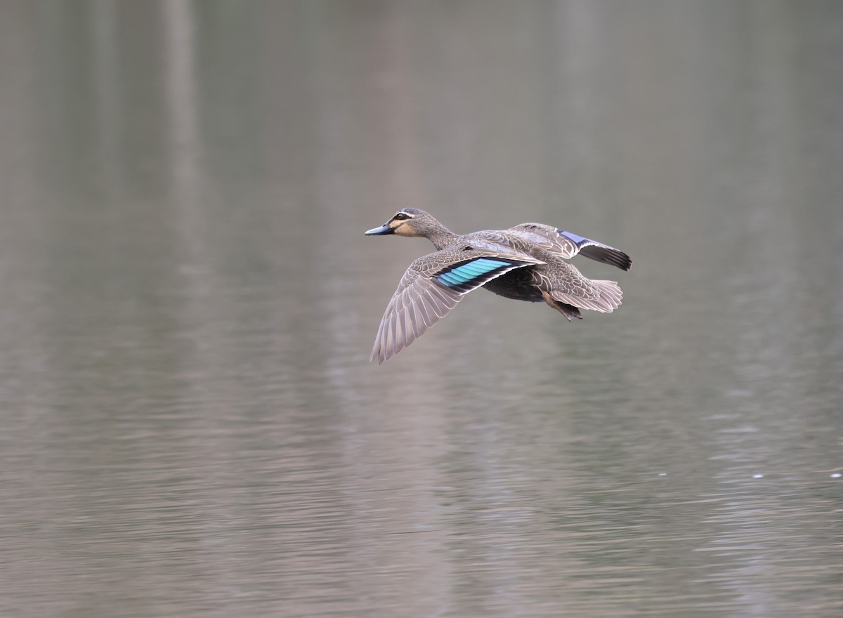 Pacific Black Duck - ML645884695