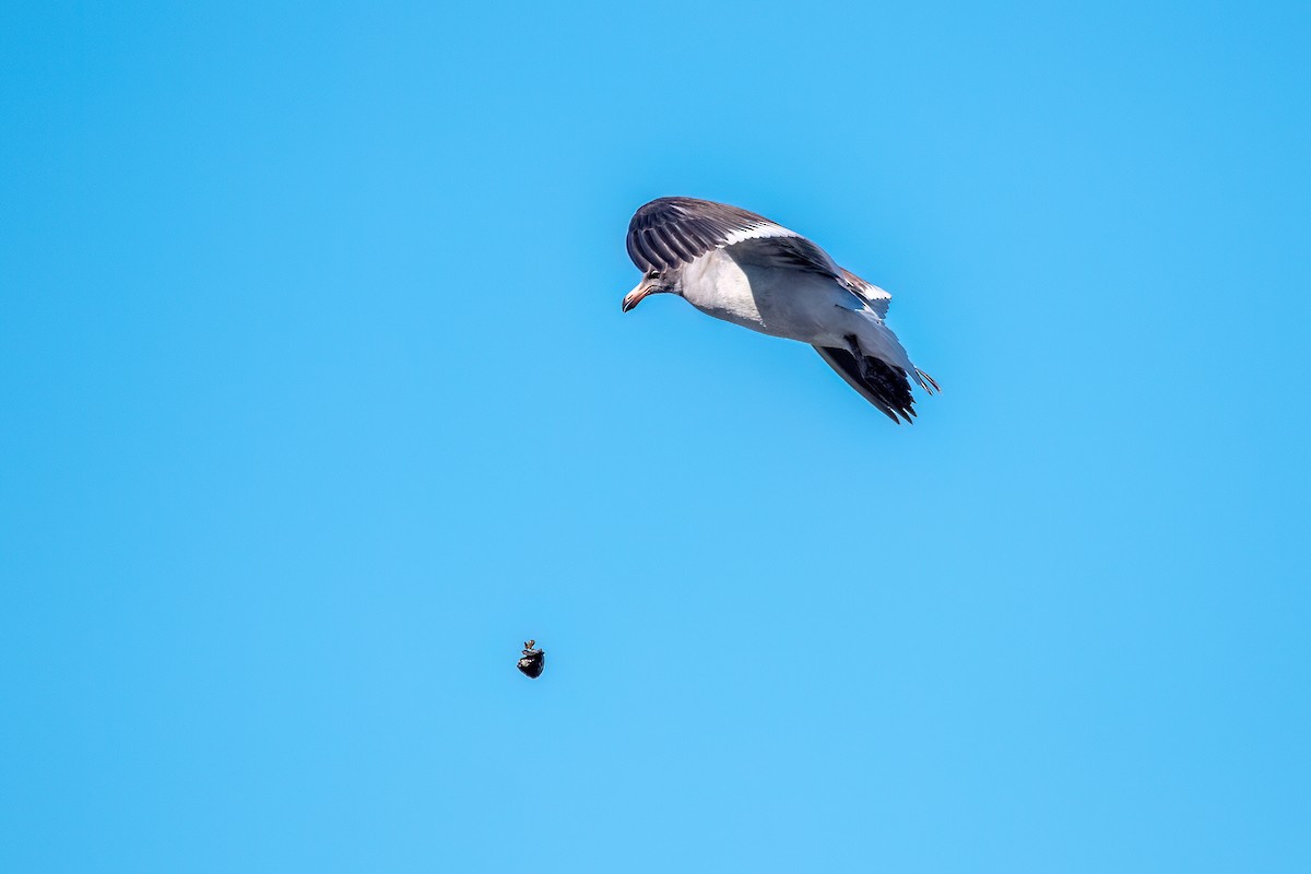 Dolphin Gull - ML645884696