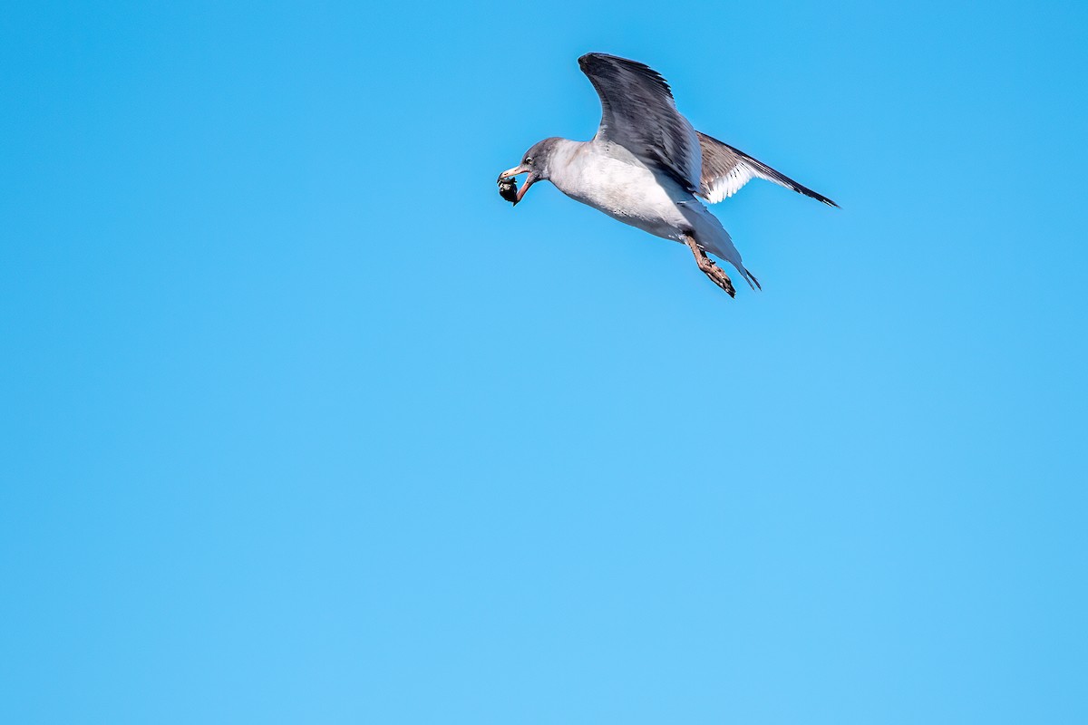 Dolphin Gull - ML645884697